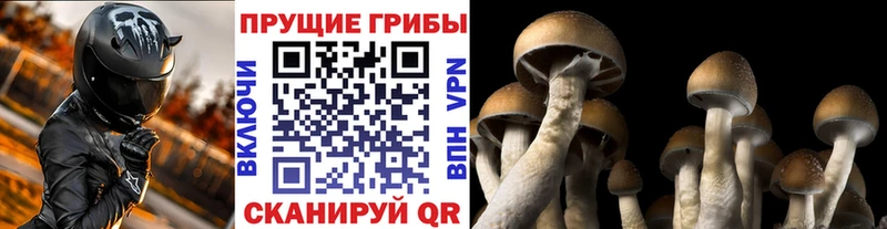 Псилоцибиновые грибы мицелий Осинники